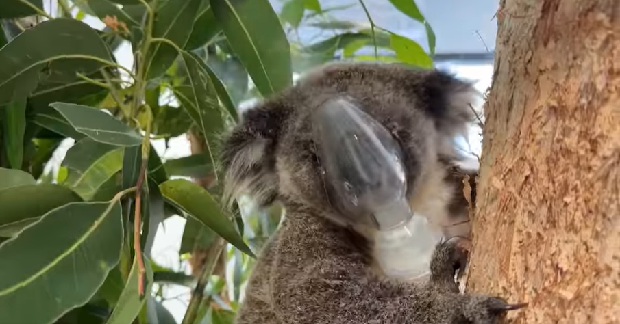 Reggie the Koala Advances in Recovery After Intensive Lung Treatment