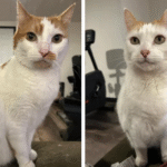 Bound by Years: 10-Year-Old Bonded Cats Bart and Lisa Secure Loving Home Together