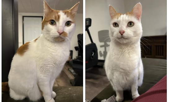 Bound by Years: 10-Year-Old Bonded Cats Bart and Lisa Secure Loving Home Together