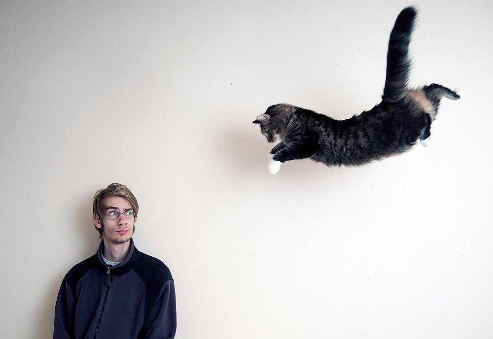 Scientists Decode the Long-Standing Mystery of Cats' Gravity-Defying Landings