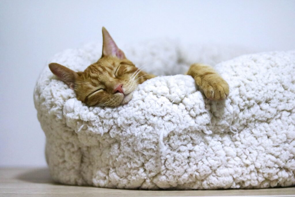 Creating the Perfect Sleep Environment for Your Cat 