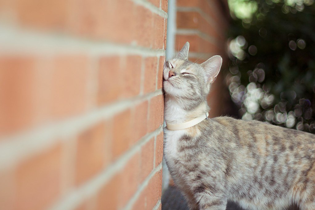 The Scent Wall: How Cats Chemically Guard Your Home