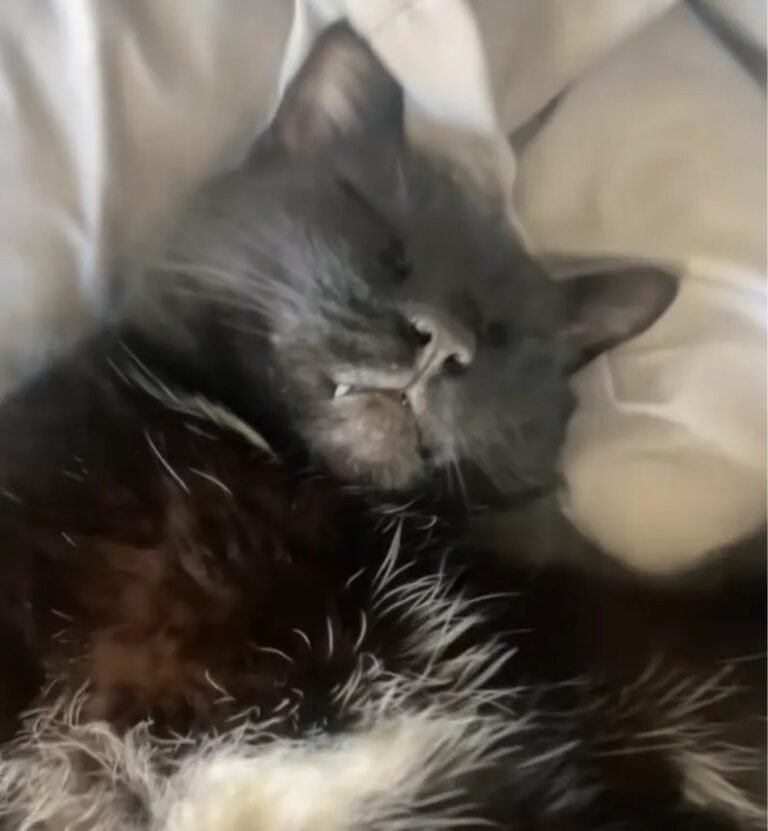 Owner Stunned After Discovering Where Her Black Cat Chose to Sleep: “Finders Keepers”