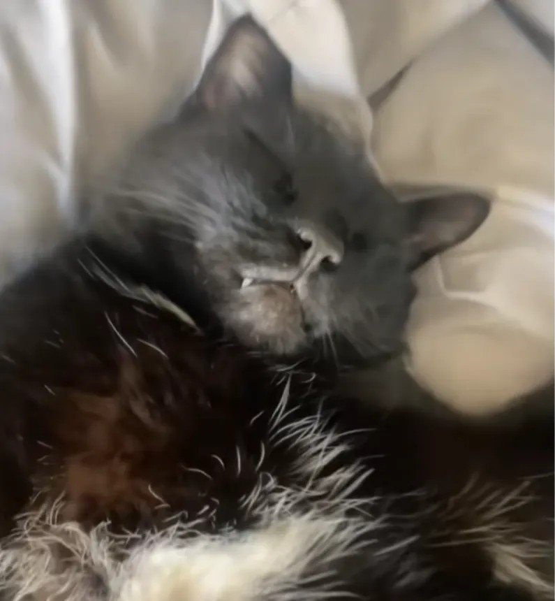 Owner Stunned After Discovering Where Her Black Cat Chose to Sleep: “Finders Keepers”