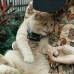 6 Ways You Might Be Accidentally Annoying Your Cat (and How to Stop)