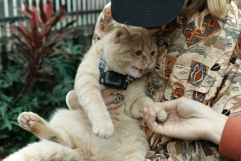 6 Ways You Might Be Accidentally Annoying Your Cat (and How to Stop)