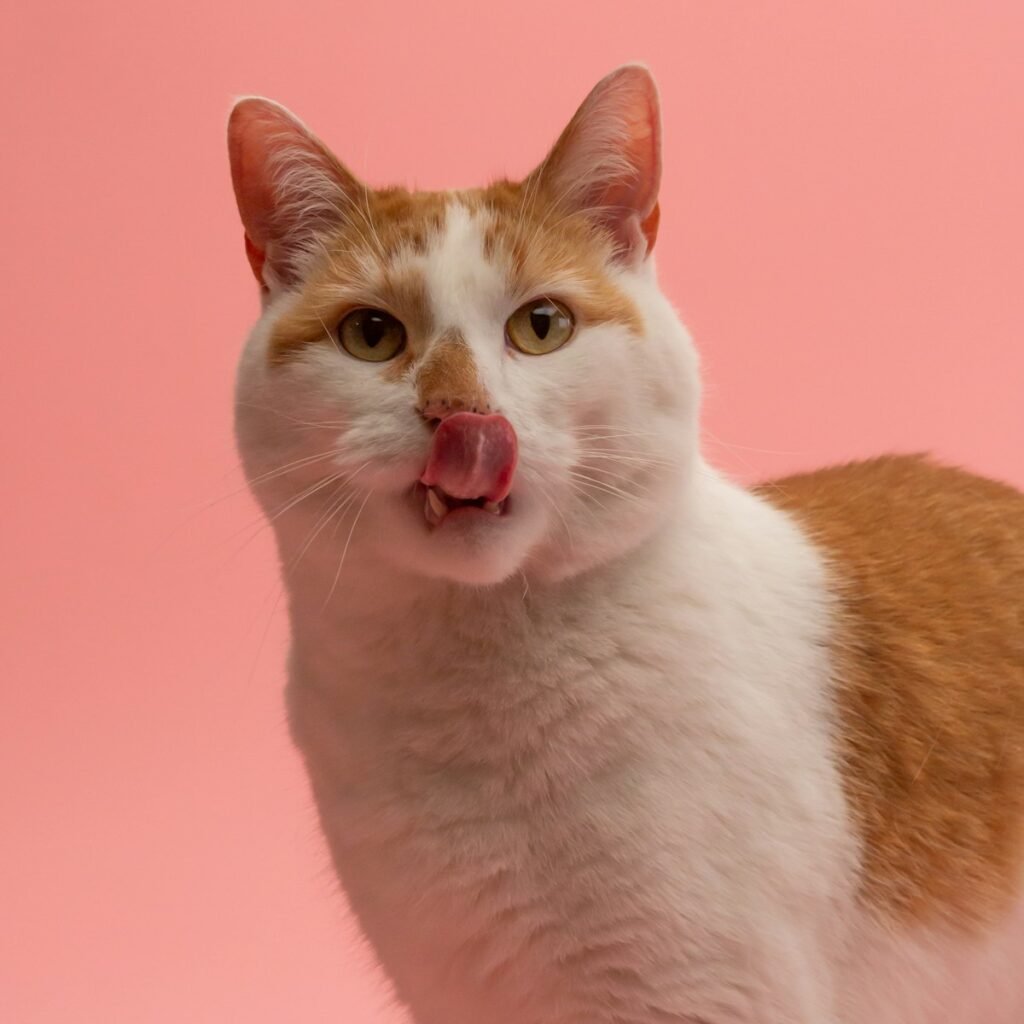 4. Excessive Face and Ear Grooming Is a Weather Signal