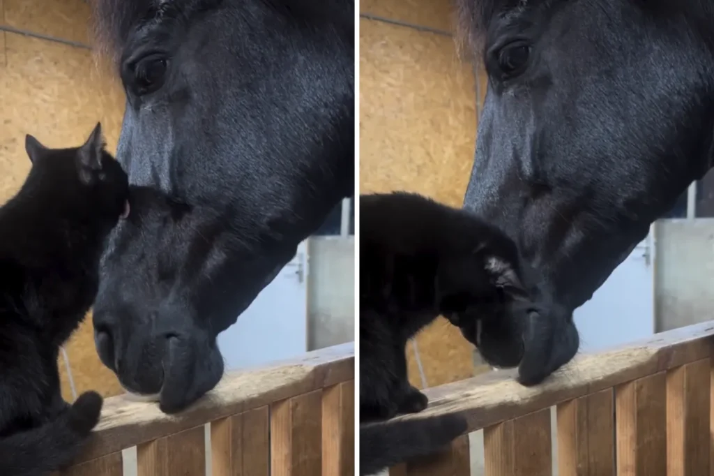 Adorable Cat and Horse Duo Melt Hearts With Their Unlikely Bond