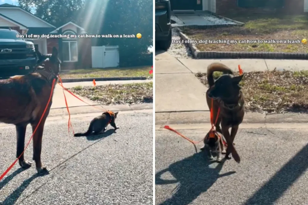 Owner Attempts to Leash Train Cat - Then Dog Steps In as the Instructor