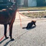 Owner Attempts to Leash Train Cat - Then Dog Steps In as the Instructor