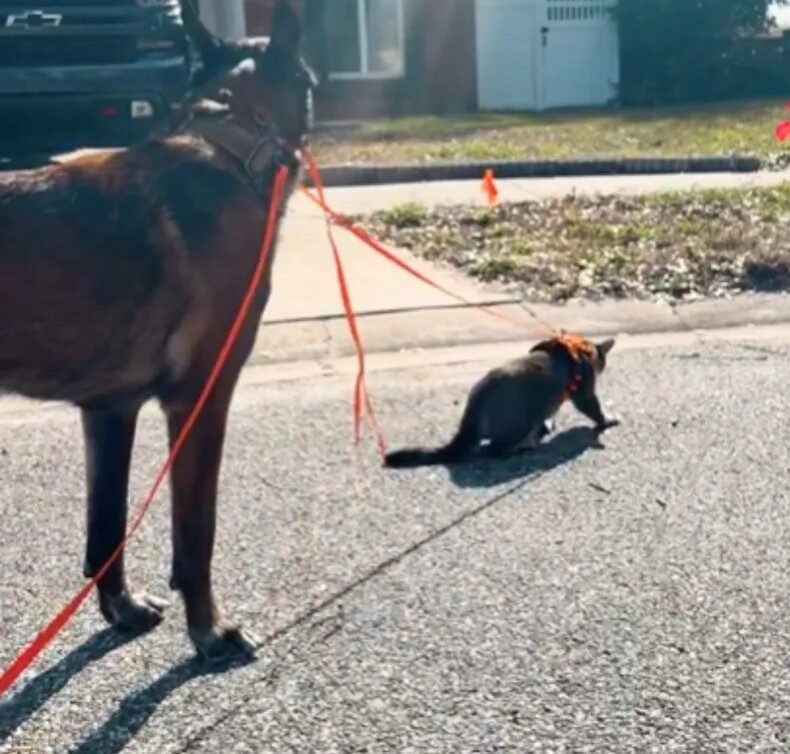 Owner Attempts to Leash Train Cat - Then Dog Steps In as the Instructor