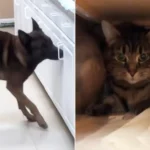 Kentucky Vet Clinic's Nightly Cat Mystery Solved by Scent Dog Detective