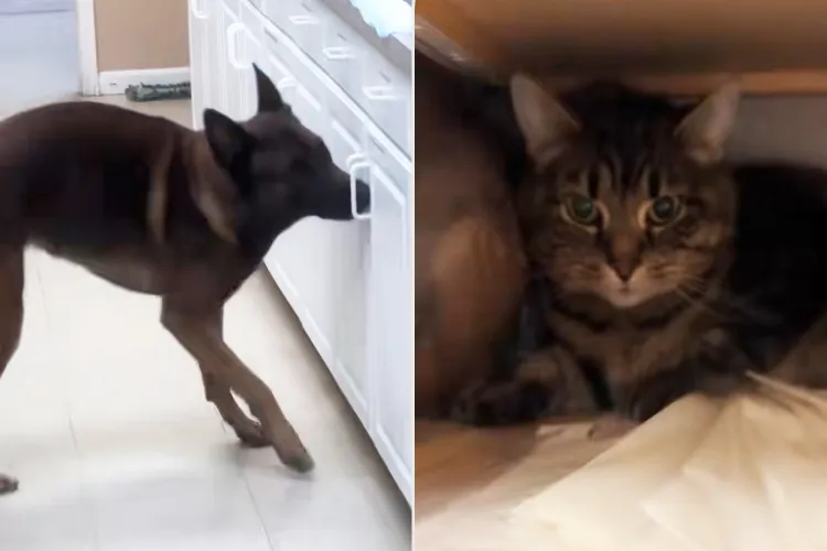 Kentucky Vet Clinic's Nightly Cat Mystery Solved by Scent Dog Detective