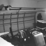 Security Camera Captures Heart-Stopping Moment Cat Barely Escapes Closing Garage Door