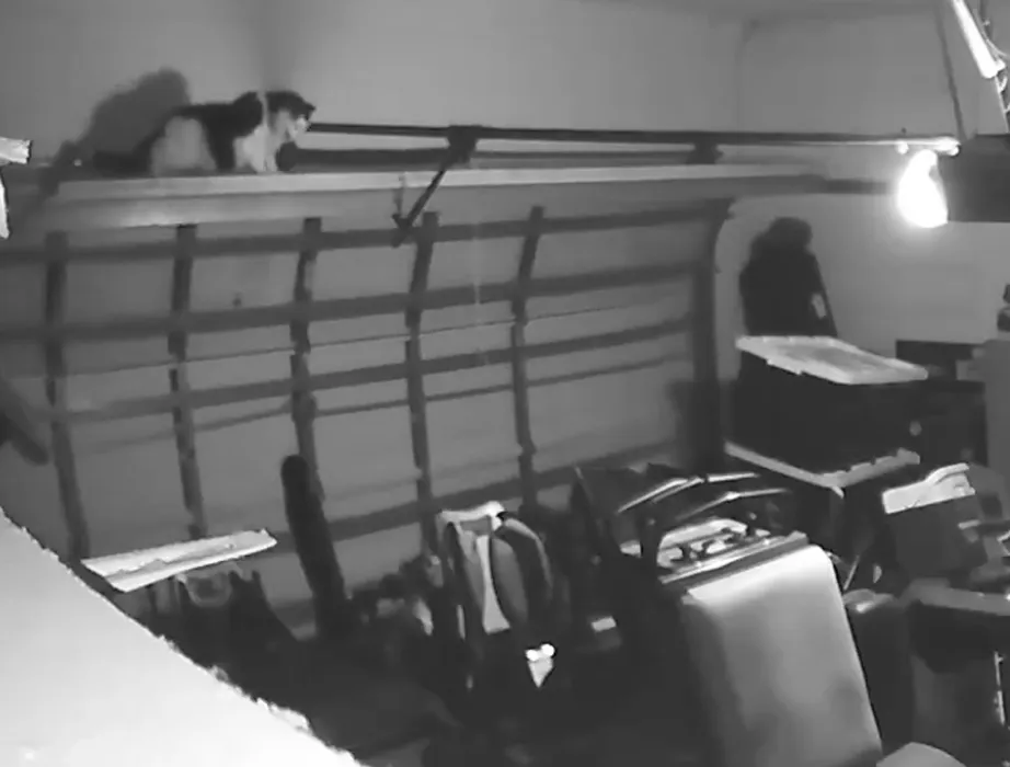 Security Camera Captures Heart-Stopping Moment Cat Barely Escapes Closing Garage Door