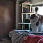 Woman Wonders If Her Cat Misses Her While She's Away - Petcam Reveals the Truth