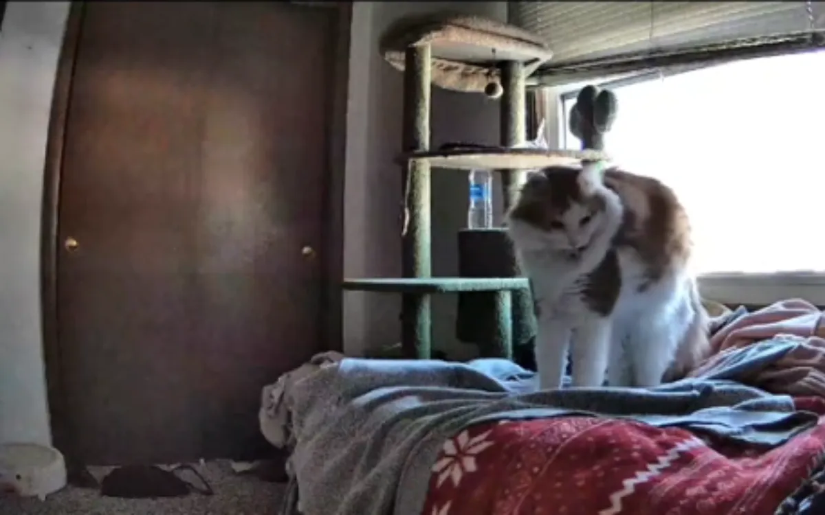 Woman Wonders If Her Cat Misses Her While She's Away - Petcam Reveals the Truth