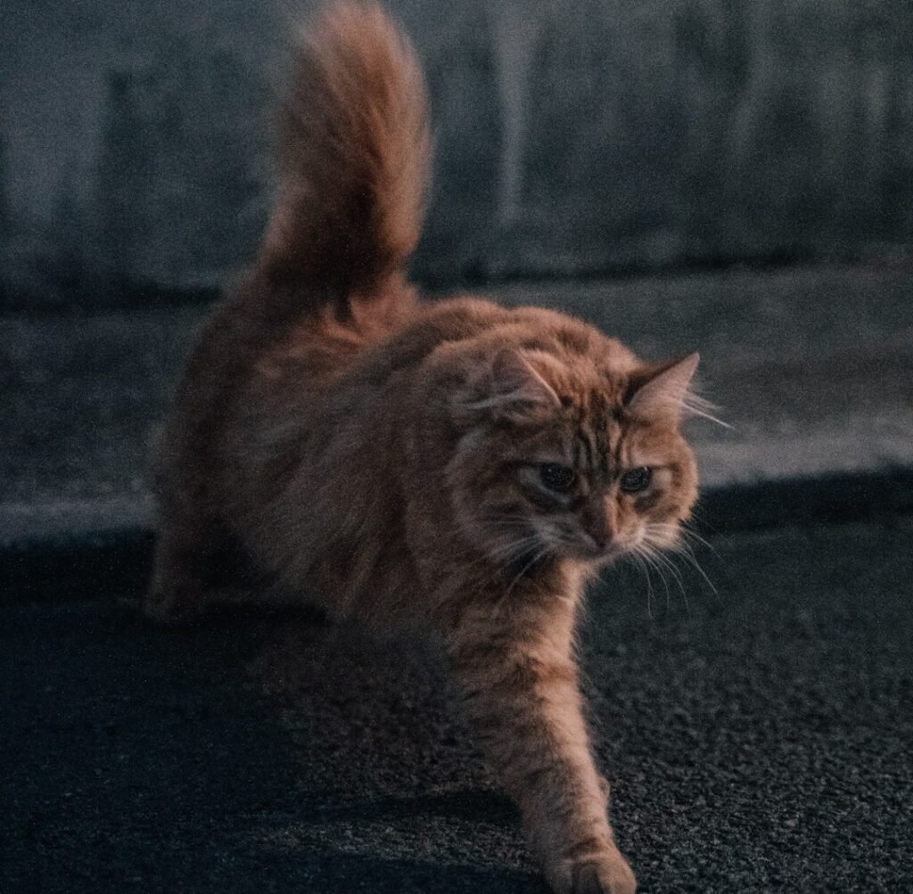 The Post-Litter Box Sprint Is Its Own Fascinating Phenomenon