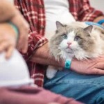 10 Cat Breeds That Are Secretly Obsessed With Their Owners