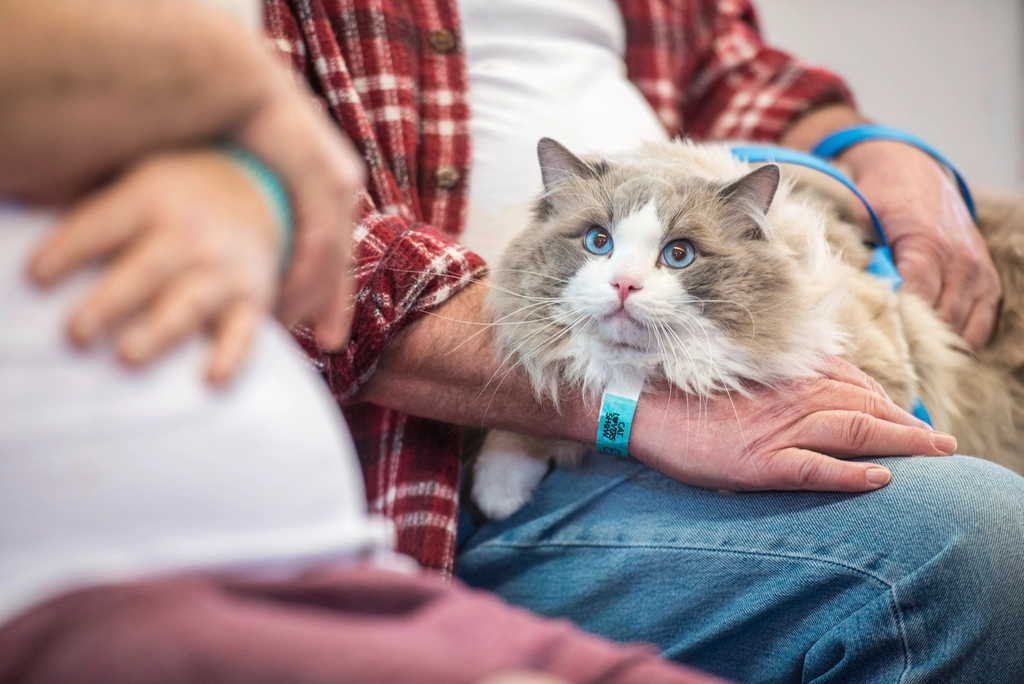 10 Cat Breeds That Are Secretly Obsessed With Their Owners