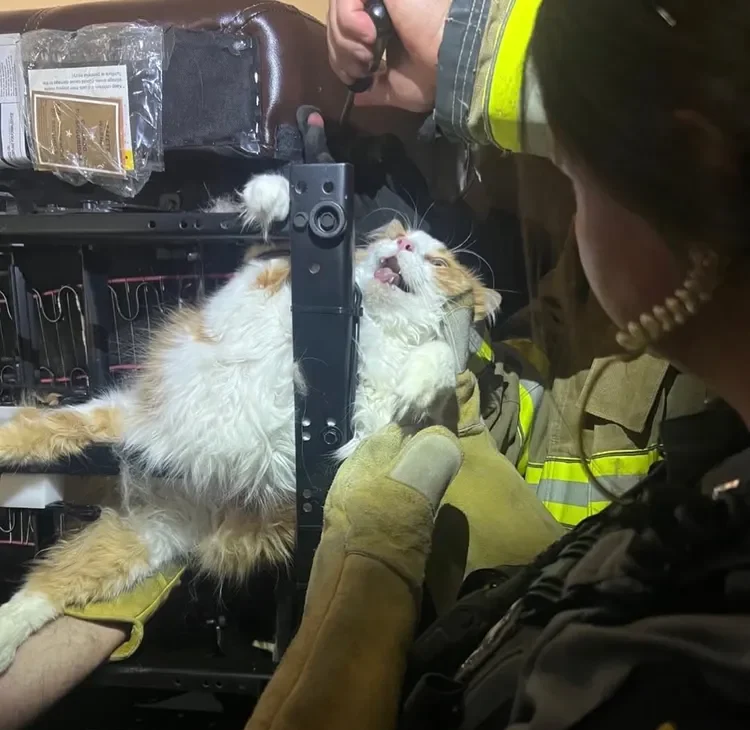 Kansas Firefighters Free Cat Trapped in Recliner During Desperate Vet Avoidance