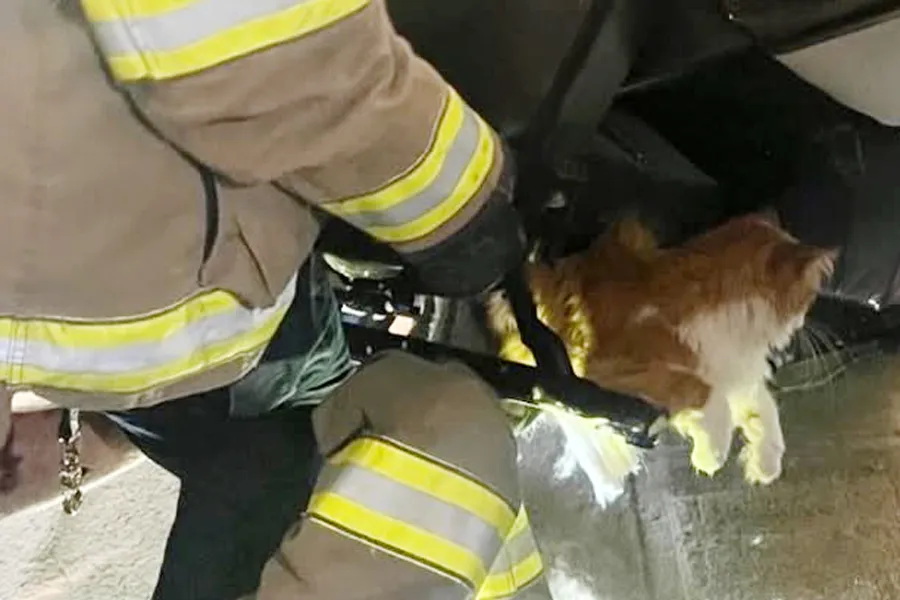 Kansas Firefighters Free Cat Trapped in Recliner During Desperate Vet Avoidance