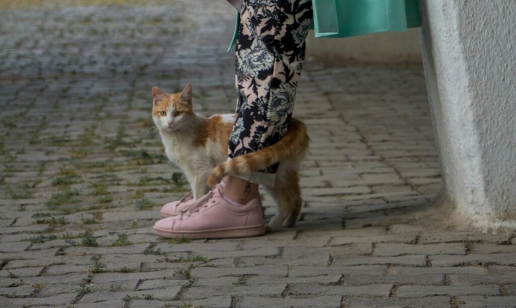 The Tail Wrap: You Have Been Accepted 