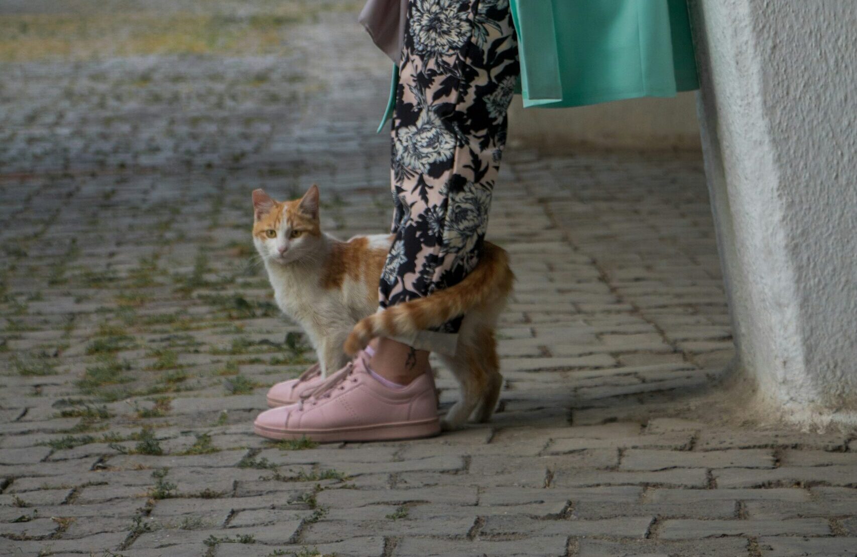 The Tail Wrap: The Highest Form of Cat Affection