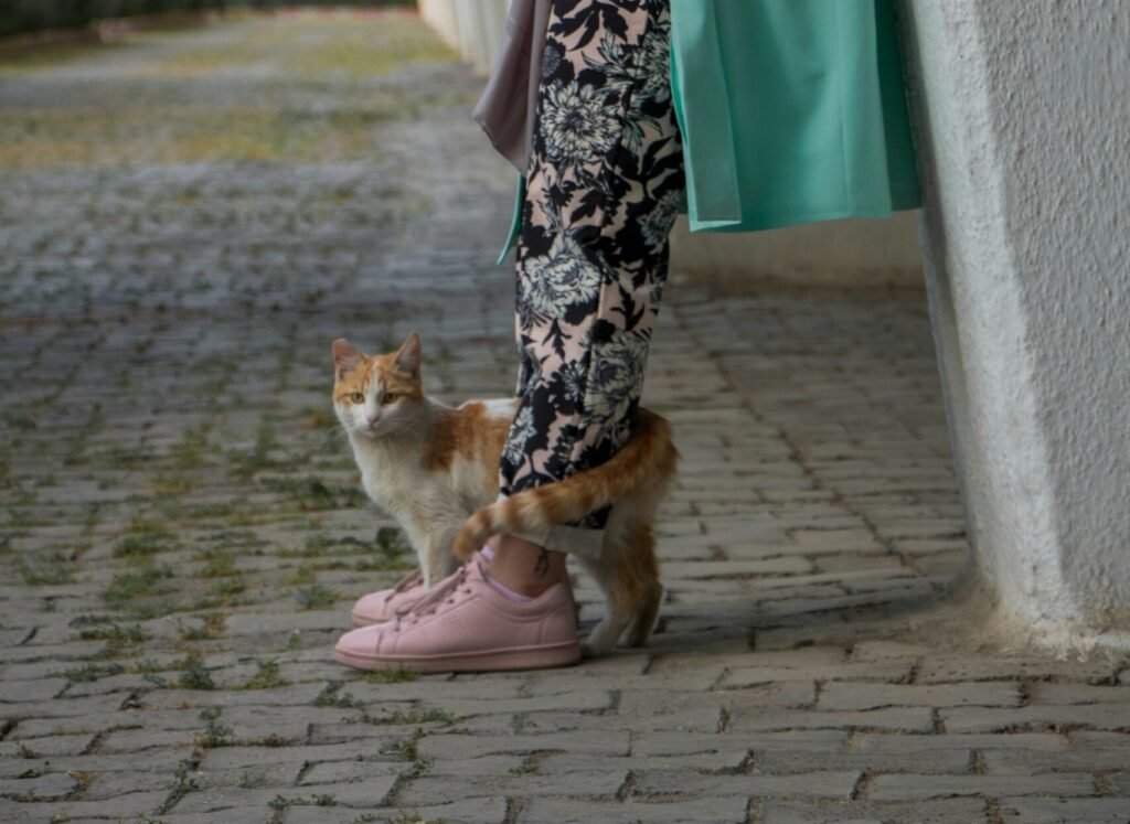 The Tail Wrap: The Ultimate Sign of Feline Affection