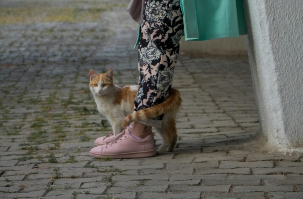 The Tail Wrap: The Feline Version of a Hug