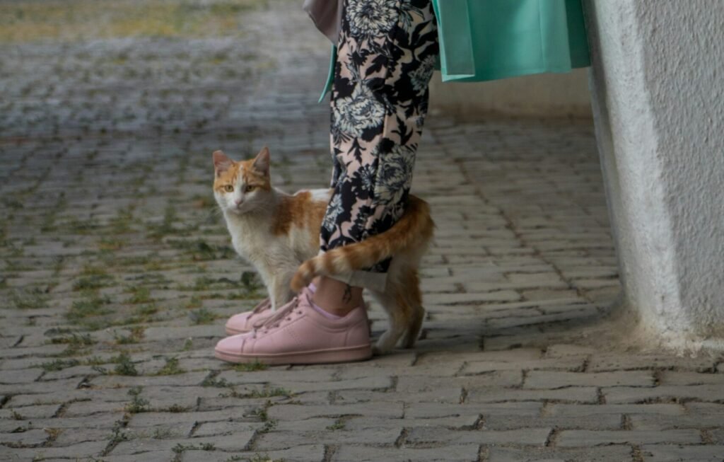 Tail Wrapping Around You: The Highest Compliment a Cat Can Give