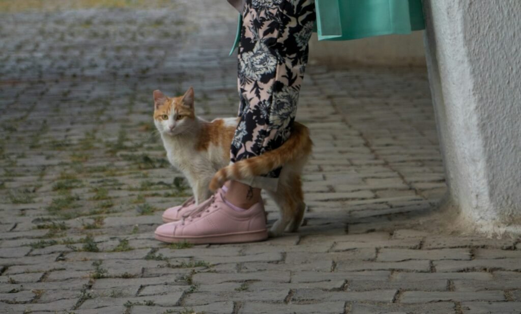 The Tail Wrap: A Feline Embrace