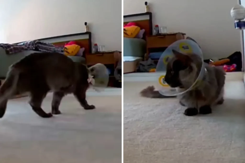 Owners Turn Their Car Around After Seeing What Their Cat Does on Pet Cam After Surgery