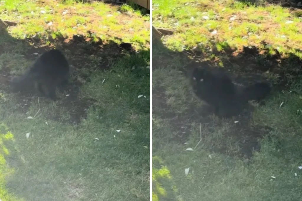 Cat's Poignant Gesture on Brother's Grave Sparks Emotional Wave on TikTok