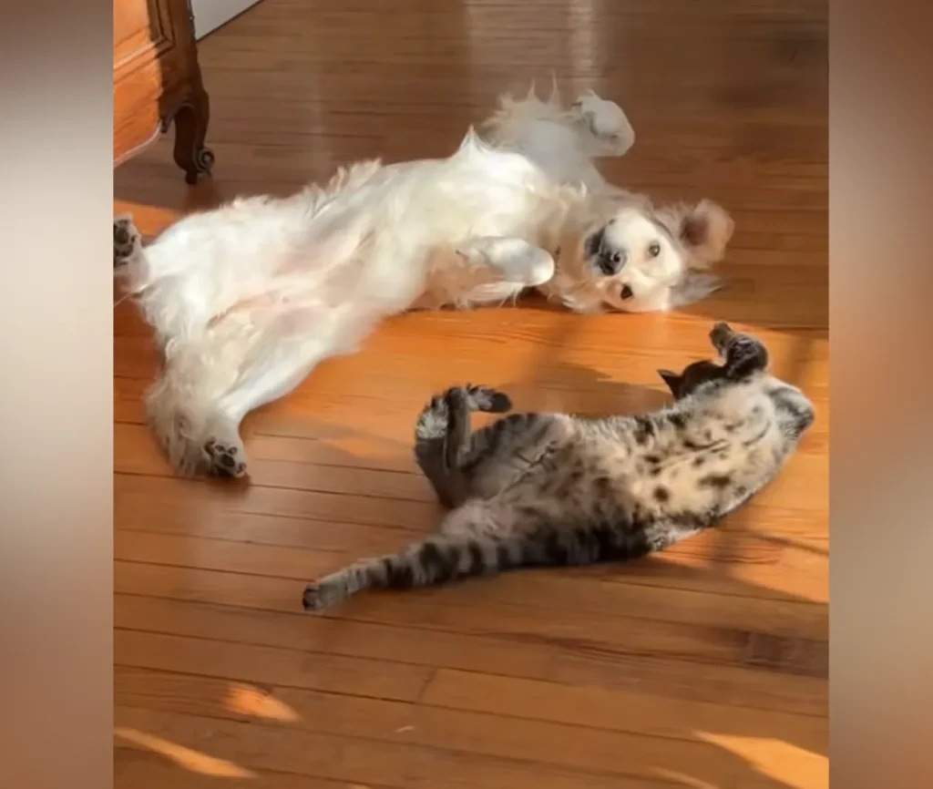 'Inseparable' Dog and Cat Go Viral for Perfectly Timed Sunbathing Session