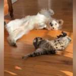 'Inseparable' Dog and Cat Go Viral for Perfectly Timed Sunbathing Session
