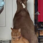 Pit Bull Perfectly Follows Time-Out, Cat Ignores It Entirely – Viral TikTok Moment Captures Pet Personalities