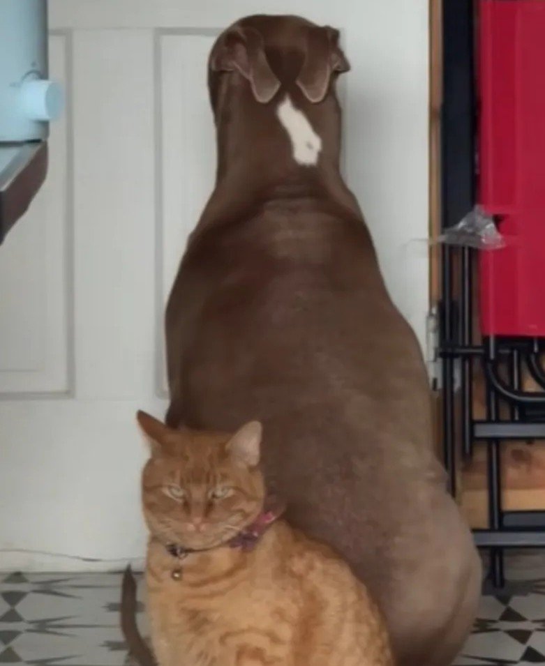 Pit Bull Perfectly Follows Time-Out, Cat Ignores It Entirely – Viral TikTok Moment Captures Pet Personalities