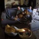 Security Camera Captures Moment Orange Cat Accidentally Sets Herself on Fire