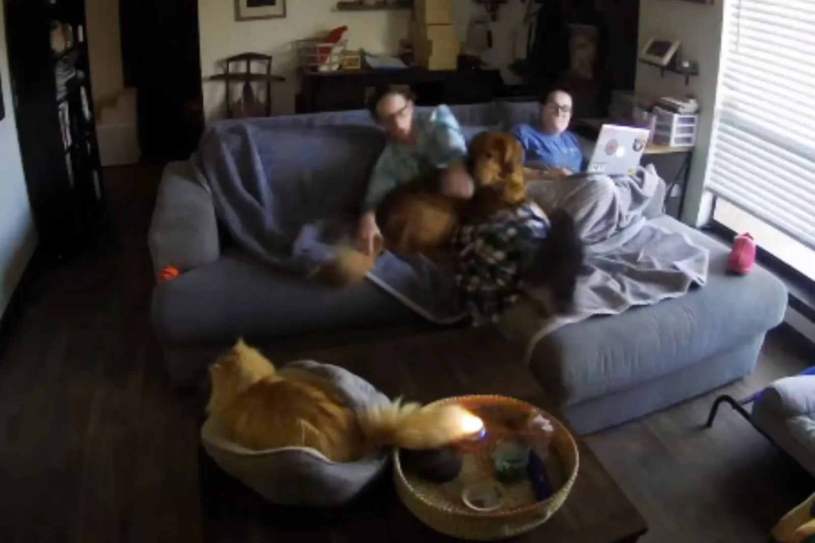 Security Camera Captures Moment Orange Cat Accidentally Sets Herself on Fire