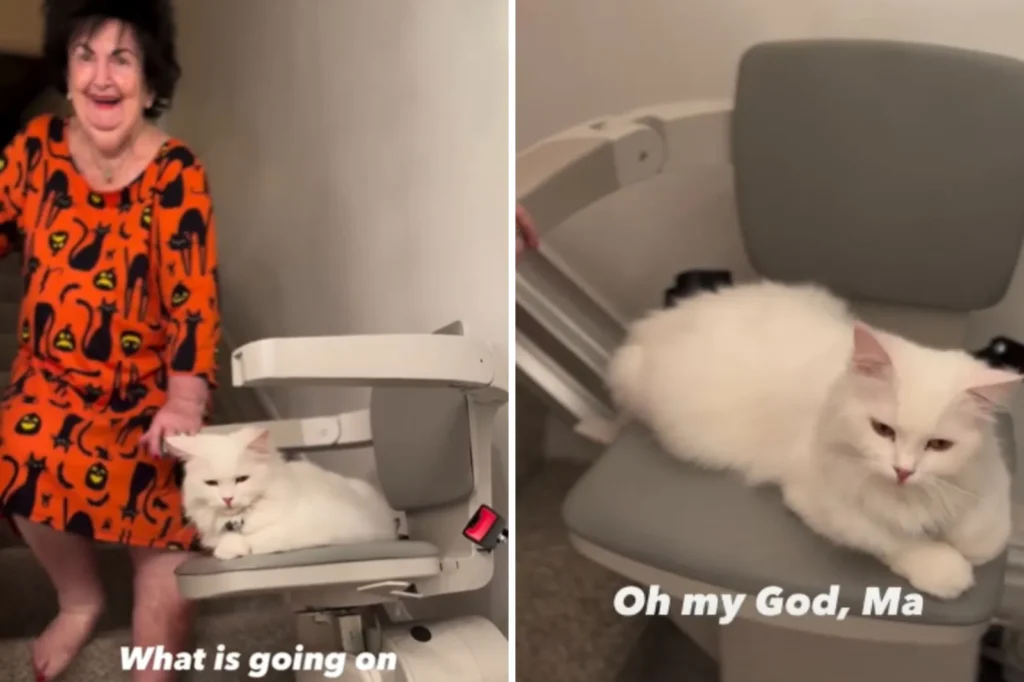 Deaf Cat's Secret Stairlift Adventures Delight Family with 95-Year-Old Matriarch