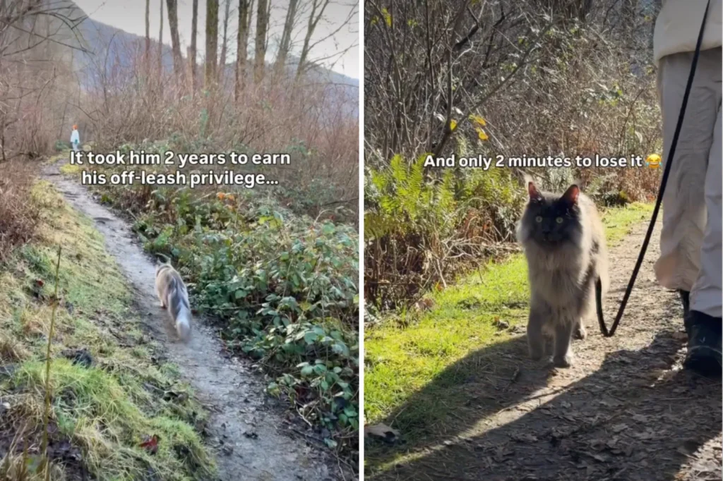 Cat Earned Off-Leash Freedom After Two Years - Then Lost It in Minutes