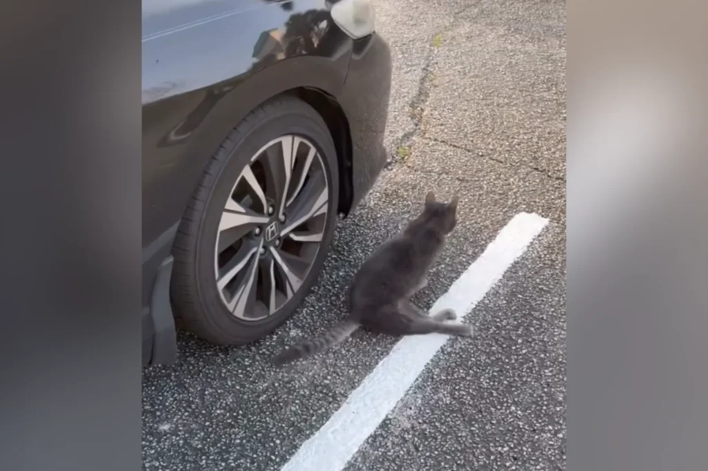 'So Determined': Paralyzed Cat Makes Her Own Way to Work Daily