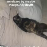 Pregnant Barn Cat's Blank Stare Sparks Viral Empathy Wave on TikTok