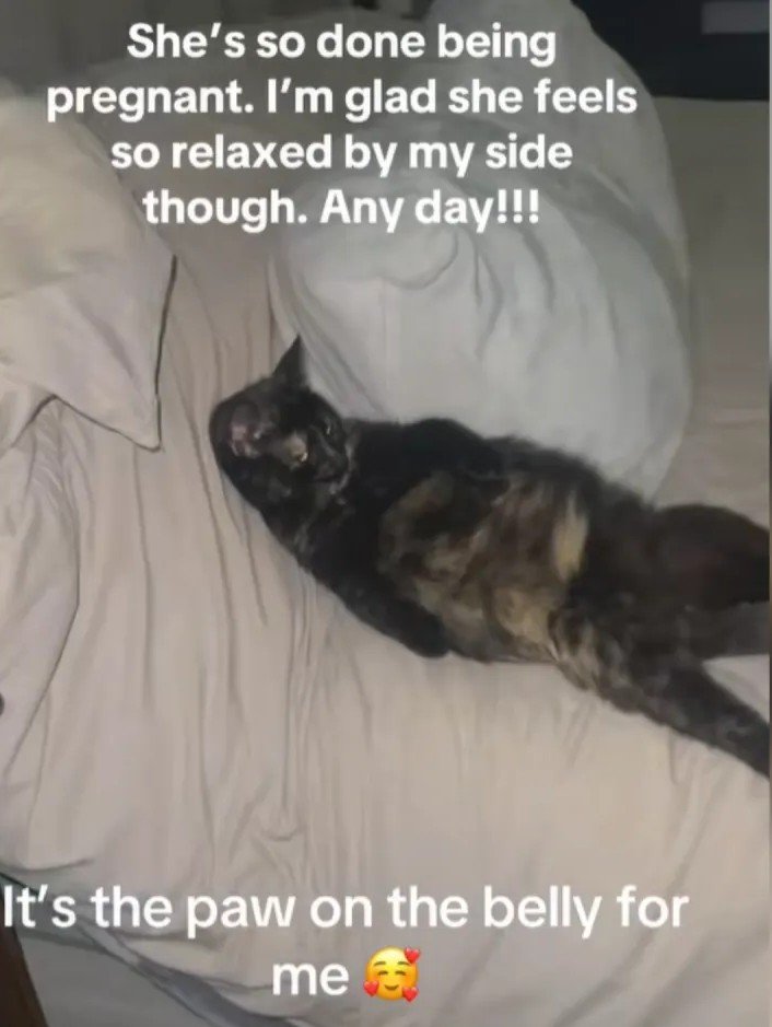 Pregnant Barn Cat's Blank Stare Sparks Viral Empathy Wave on TikTok