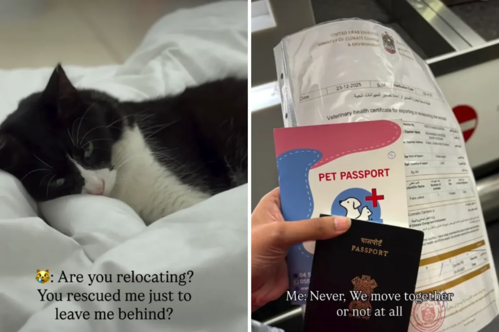 From Dubai's Streets to the Skies: Rescued Cat's Calm Steals the Show in Relocation Saga