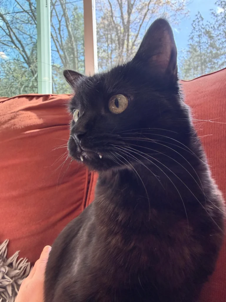 Cat’s Teeth Appear to Keep Growing—Vet’s Explanation Stuns Owner