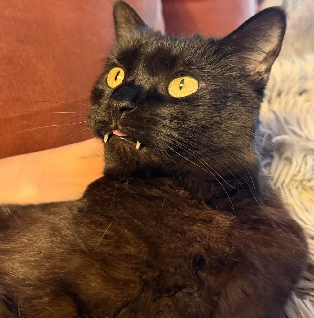 Cat’s Teeth Appear to Keep Growing—Vet’s Explanation Stuns Owner