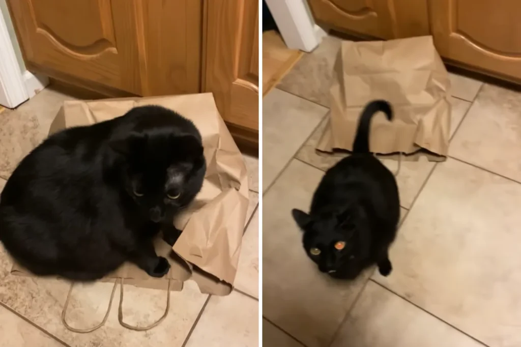 Viral Cat Revenge: Jett Pins Pesky Brother Yeti in Paper Bag After Jump Scares