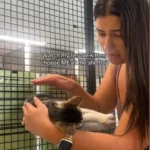 She Chose Her Human: Shelter Kitten's Emotional Response to Adoption